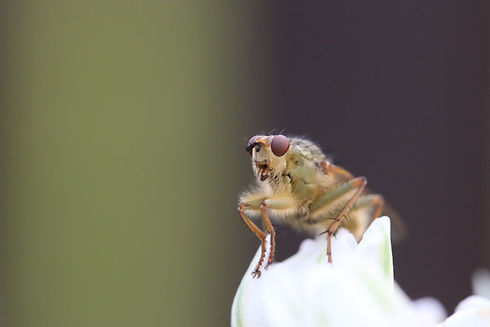 Close-up of a Bug